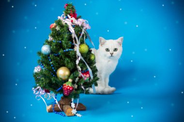 küçük kedi oyuncak mavi bir arka plan ile bir Noel ağacı ile