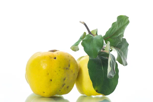 Κυδώνι Ώριμα Κίτρινα Φρούτα Που Απομονώνονται Λευκό Φόντο — Φωτογραφία Αρχείου