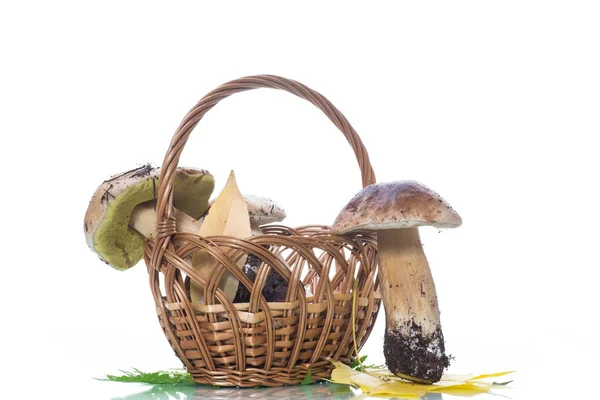 Bos Verse Natuurlijke Champignons Bronskleurig Witte Achtergrond — Stockfoto