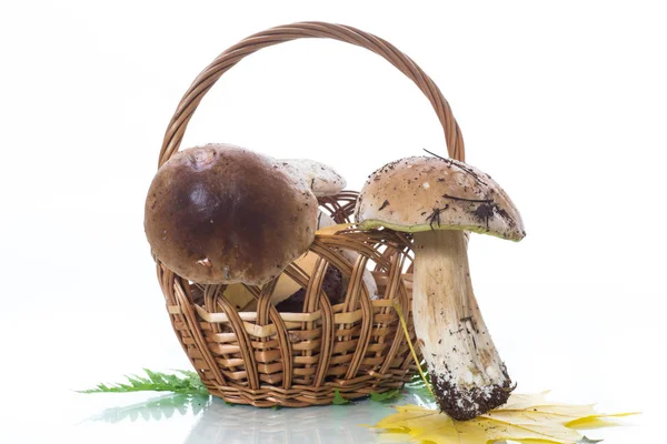 Skog Färska Naturliga Champinjoner Boletus Vit Bakgrund — Stockfoto