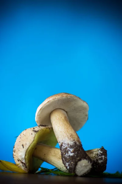 在蓝色背景的森林新鲜的天然蘑菇牛肝菌 — 图库照片
