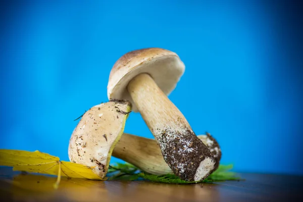 Bosque Fresco Boletus Setas Naturales Sobre Fondo Azul —  Fotos de Stock