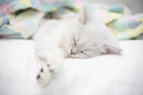 Beautiful Cat Breed Scottish Straight Chinchilla Sleeping Bed — Stock Photo, Image