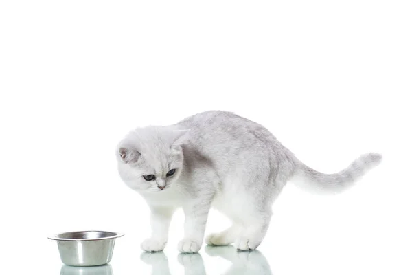 Mooie Jonge Kat Ras Schotse Chinchilla Rechte — Stockfoto