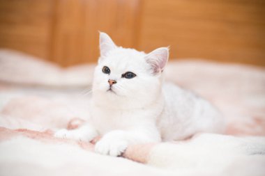Güzel genç kedi, doğurmak İskoç chinchilla düz