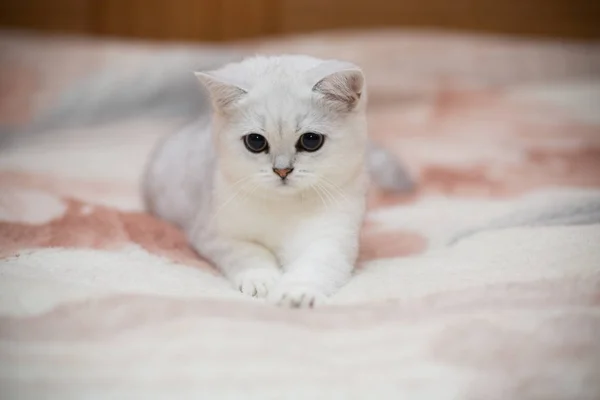 Linda Raça Gato Escocês Chinchila Reta Jogando Cama — Fotografia de Stock