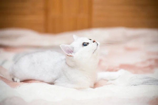 Güzel kedi doğurmak İskoç düz chinchilla oynarken — Stok fotoğraf