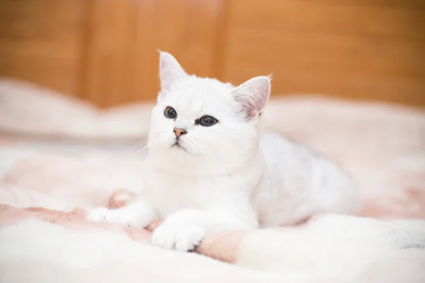 美しい若い猫 品種スコットランド チンチラ ストレート — ストック写真