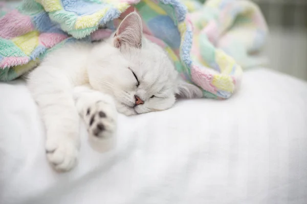 Linda Raça Gato Escocês Chinchila Reta Dormindo Cama — Fotografia de Stock