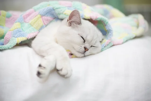 ベッドで眠っている美しい猫品種スコットランド ストレート チンチラ — ストック写真