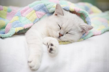 Yatakta uyuyan güzel kedi doğurmak İskoç düz chinchilla.