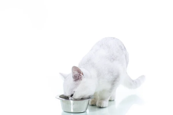 Mooie Jonge Kat Ras Schotse Chinchilla Rechte — Stockfoto