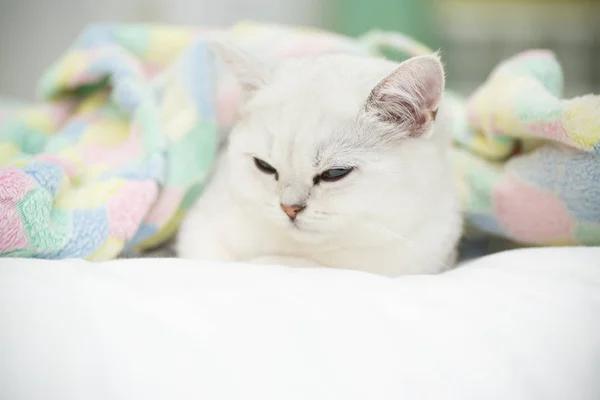 Schöne Katze Züchten Schottische Gerade Chinchilla Schlafen Auf Dem Bett — Stockfoto