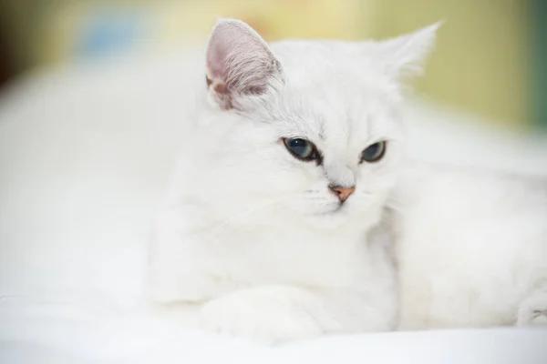 Schöne Katze Züchten Schottische Gerade Chinchilla Schlafen Auf Dem Bett — Stockfoto