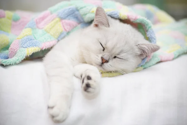 Linda Raça Gato Escocês Chinchila Reta Dormindo Cama — Fotografia de Stock