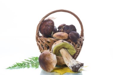 Orman taze doğal mantar çörek beyaz arka plan üzerinde