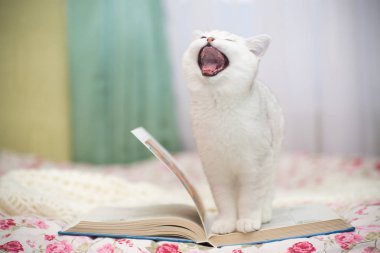 Güzel genç kedi, doğurmak İskoç chinchilla düz