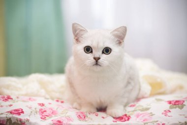 Güzel genç kedi, doğurmak İskoç chinchilla düz