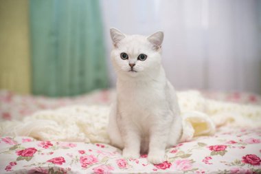 Güzel genç kedi, doğurmak İskoç chinchilla düz