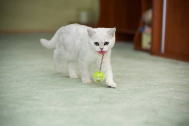 Güzel genç kedi, doğurmak İskoç chinchilla düz