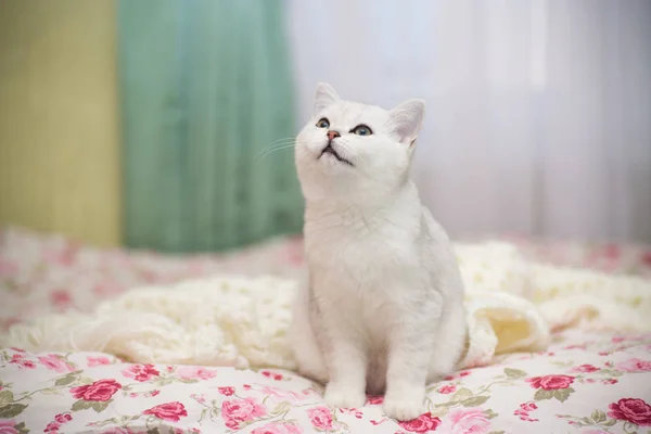 Beautiful Young Cat Breed Scottish Chinchilla Straight — Stock Photo, Image