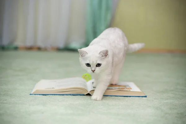 Güzel Genç Kedi Doğurmak Skoç Chinchilla Düz — Stok fotoğraf