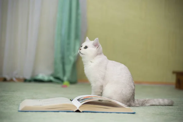 Güzel Genç Kedi Doğurmak Skoç Chinchilla Düz — Stok fotoğraf