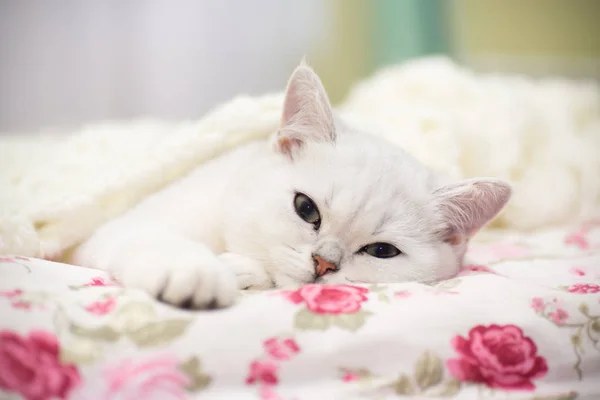 Eine Schöne Junge Katze Rasse Schottische Chinchilla Gerade Liegend Bett — Stockfoto