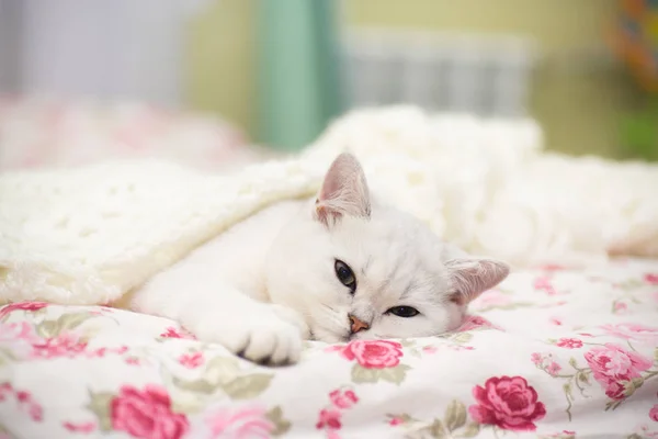 Eine Schöne Junge Katze Rasse Schottische Chinchilla Gerade Liegend Bett — Stockfoto