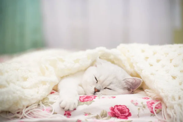 一只美丽的小猫 繁殖苏格兰的 躺在温暖的毯子下的床上 — 图库照片