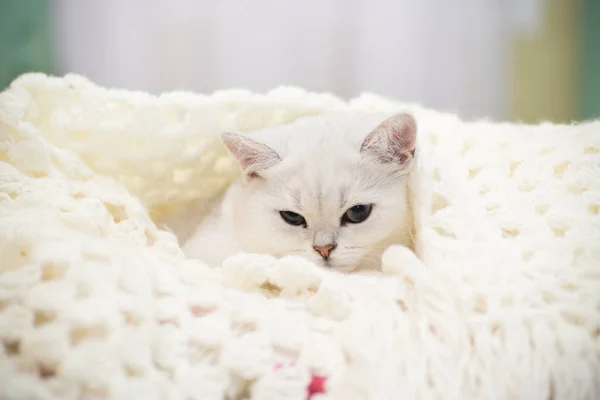 Eine Schöne Junge Katze Rasse Schottische Chinchilla Gerade Liegend Bett — Stockfoto