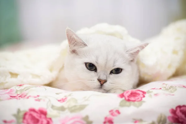 Eine Schöne Junge Katze Rasse Schottische Chinchilla Gerade Liegend Bett — Stockfoto