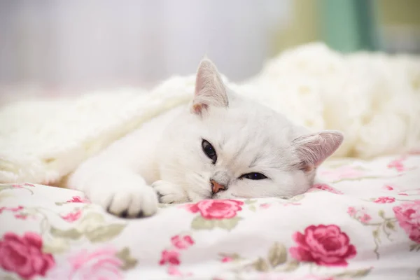 Eine Schöne Junge Katze Rasse Schottische Chinchilla Gerade Liegend Bett — Stockfoto