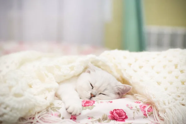 Hermoso Gato Joven Raza Chinchilla Escocesa Recta Acostado Cama Bajo — Foto de Stock