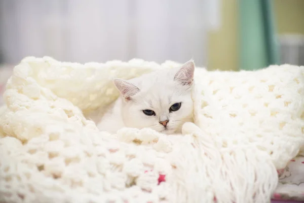 Vacker Ung Katt Rasen Scottish Chinchilla Rakt Sängen Varm Filt — Stockfoto