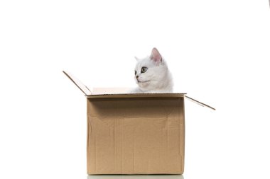 Güzel genç kedi, doğurmak İskoç chinchilla düz