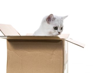 Güzel genç kedi, doğurmak İskoç chinchilla düz