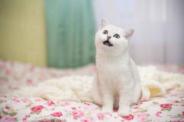 Güzel genç kedi, doğurmak İskoç chinchilla düz