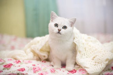 Güzel genç kedi, doğurmak İskoç chinchilla düz