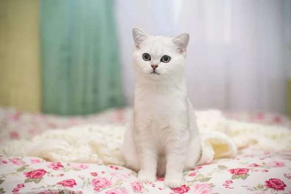 Schöne Junge Katze Züchtet Schottische Chinchilla Gerade — Stockfoto