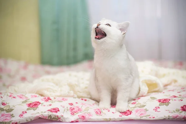 Schöne Junge Katze Züchtet Schottische Chinchilla Gerade — Stockfoto