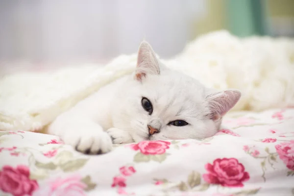 Eine Schöne Junge Katze Rasse Schottische Chinchilla Gerade Liegend Bett — Stockfoto
