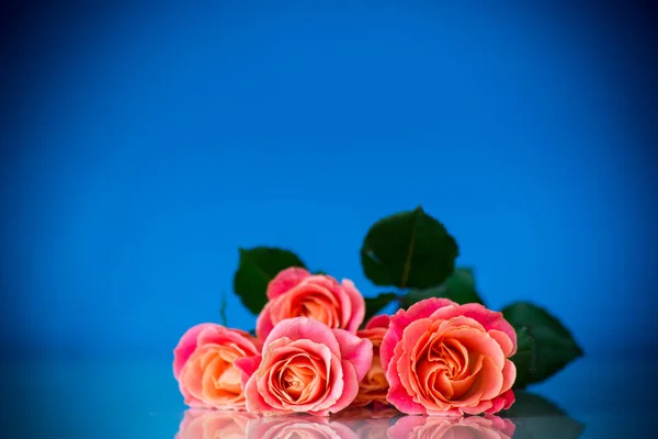 Ramo Hermosas Rosas Rosadas Aisladas Sobre Fondo Azul —  Fotos de Stock