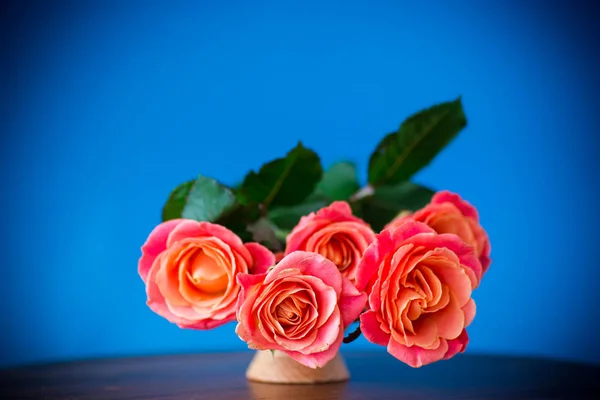 Όμορφη ροζ τριαντάφυλλα που απομονώνονται σε μπλε — Φωτογραφία Αρχείου