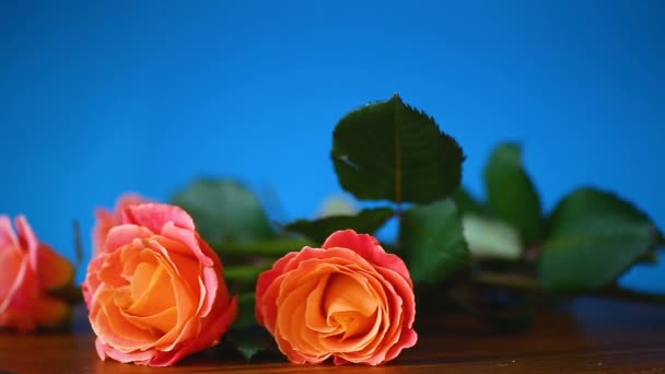 Ramo de hermosas rosas rosadas aisladas en azul — Vídeos de Stock