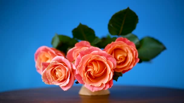 Strauß schöner rosa Rosen isoliert auf blauem Grund — Stockvideo