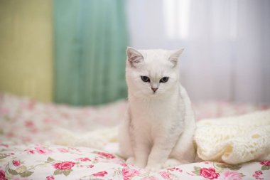 güzel genç kedi doğurmak İskoç chinchilla düz