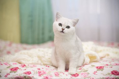 güzel genç kedi doğurmak İskoç chinchilla düz