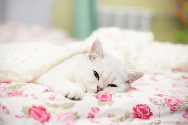 Een mooie jonge kat, ras Schotse chinchilla rechte, liggend in bed onder — Stockfoto