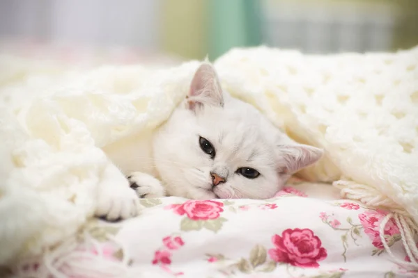 Een mooie jonge kat, ras Schotse chinchilla rechte, liggend in bed onder — Stockfoto